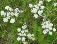 Kimyon Ağacı Türleri ve Özellikleri