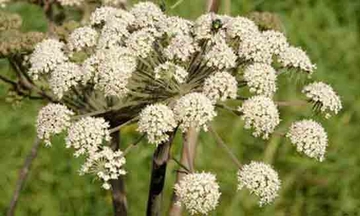 Kimyon Bitkisi Türleri ve Özellikleri